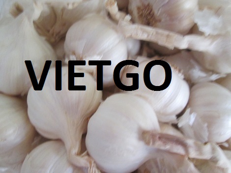 Tỏi tươi Vietgo